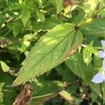 Campanula lactiflora पत्ता