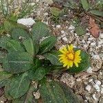 Taraxacum obovatum Floare