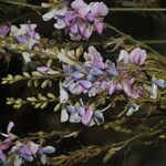 Desmodium cajanifolium Virág