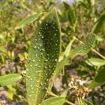 Avicennia germinans Leaf