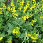 Lysimachia punctataFlower