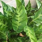 Calathea louisaeFolha