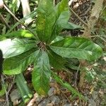 Litsea glutinosa Leaf