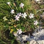 Silene vallesia Flors