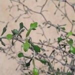 Corokia cotoneaster Folha