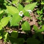 Galeopsis tetrahitFlor