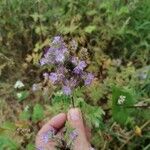 Phacelia tanacetifoliaΛουλούδι