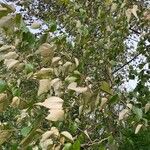 Populus balsamifera Yaprak