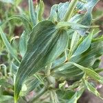 Valeriana lecoqii برگ