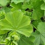 Alchemilla acutiloba Lapas