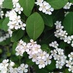 Cotoneaster multiflorus पत्ता