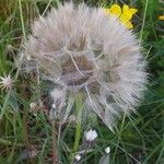 Tragopogon pratensis Fruit