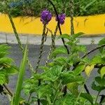 Stachytarpheta frantzii Flower