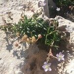 Spergularia rupicola Flower