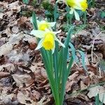 Narcissus bicolor Leaf