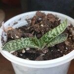 Gasteria obliqua Leaf