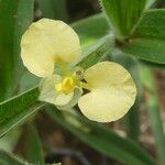 Commelina africana Cvijet