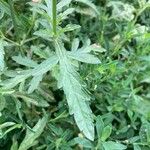 Verbena officinalis Blad