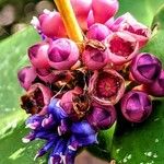 Meriania macrophylla Flower