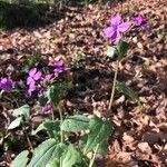 Lunaria annuaപുഷ്പം