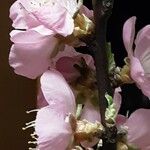 Prunus amygdalus Flor