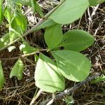 Talinum portulacifolium autre