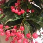 Ardisia crenata Плод