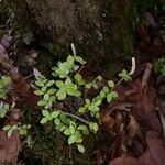 Peperomia tetraphylla 葉