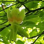 Liriodendron tulipiferaBlüte