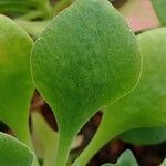 Aeonium goochiae Hoja