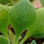 Aeonium goochiae Leaf