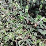 Cotoneaster pannosus 叶