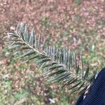 Abies cephalonica Fuelha