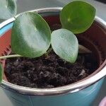 Pilea peperomioidesЛист