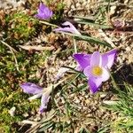 Crocus carpetanus Habitus