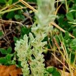 Bombycilaena erecta Leaf