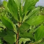 Acacia mangium Ліст