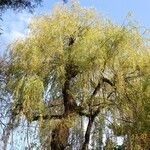 Salix babylonica Hoja