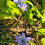 Cichorium endivia Fiore