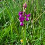 Anacamptis palustris Flor