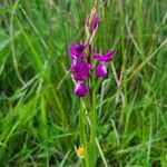 Anacamptis palustris Blomma