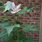 Hibiscus grandiflorus Yaprak