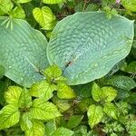 Hosta sieboldiana Folha