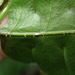 Pteris hamulosa Leaf