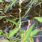 Persicaria mitis फूल