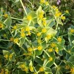 Euphorbia squamigera Flor