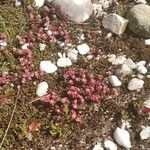 Sedum andegavense 形態