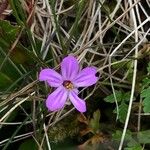 Geranium purpureumFlower