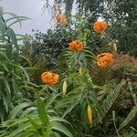 Lilium henryi Flor