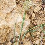 Allium stamineum Habit